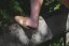 Sandále Gumtree Treeva - Veľkosť Gumbies: 43